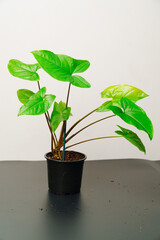the sprout of monstera in a pot on a black table. 