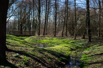 spring in the forest