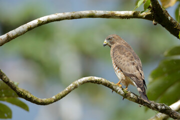 Broad-winged Hawk perching on a branch