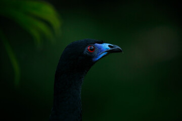 Black Guan foraging for insects
