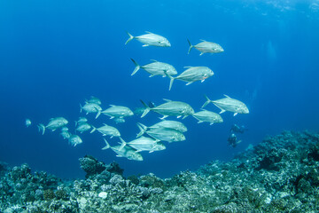 Fototapeta na wymiar Group of jackfish, French Polynesia