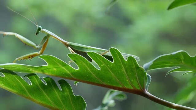 Giant asian mantis on the leaves
