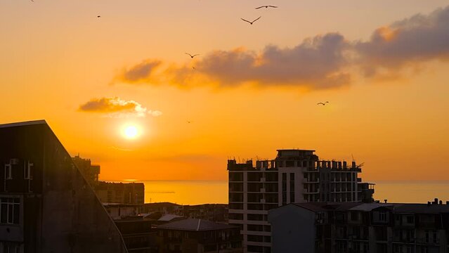 Slow motion: silhouettes of seagulls are flying over the roofs of apartment buildings against warm orange sunset sky in the evening. Freedom, wildlife and nature concept