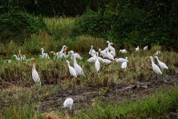 cranes looking for food in the fields