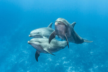 Bottlenose dolphins, French Polynesia