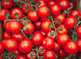 tomatoes. group of tomatoes