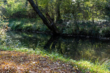 Spring background Stream of water in the forest
