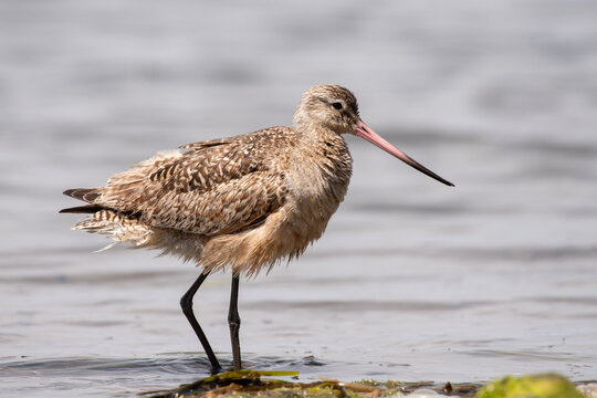 Marbled Godwit Wading