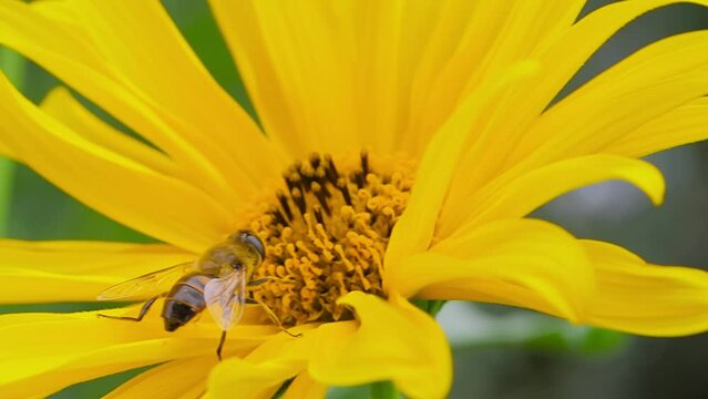 Slow motion: bee is flying and collecting pollen from yellow flower - false sunflower, heliopsis helianthoides: close up, macro view. Summer time, blooming and flowers pollination concept