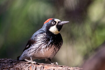 Acorn woodpecker