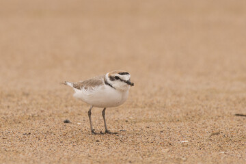 Snowy plover on beach