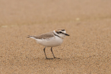 Snowy plover on beach