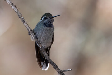 Blue-throated hummingbird on perch 