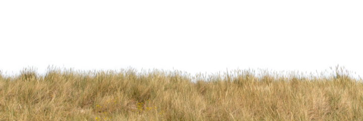 photo of grass in the wind