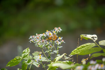A monarch butterfly hard at work in a cluster of asters.