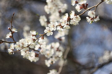 blooming tree apricot