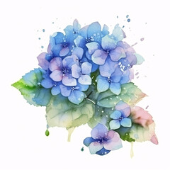 Watercolor Hydrangea on a white background.