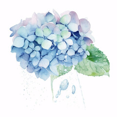 Fototapeta na wymiar Watercolor Hydrangea on a white background.