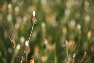 flowers in the field