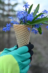 blue snowdrops in waffle cones in a gloved hand. gardening concept. primrose. spring background