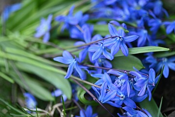 bouquet of blue snowdrops. spring symbol. primrose.