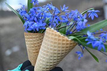 blue snowdrops in waffle cones in a gloved hand. gardening concept. primrose. spring background