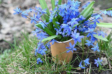 bouquet of blue snowdrops. spring symbol. primrose.