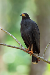 Common Black Hawk