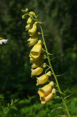 yellow foxglove blooming with large yellow bell-shaped flowers © Dmitry