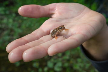 Small wood frog on a female hand. Walks in the forest.
