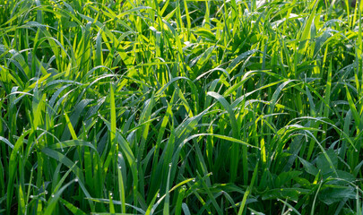 Beautiful green grass texture, abstract blurred natural background. meadow grass with drops dew close up.