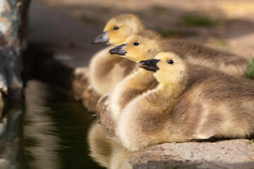 A little Canadian Goose Gosling on a ponds shoreline