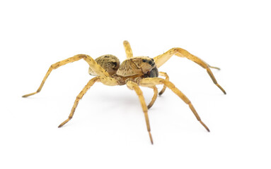 Tigrosa annexa is a species of wolf spider in the family Lycosidae. It is found in the United States. Side profile view isolated on white background