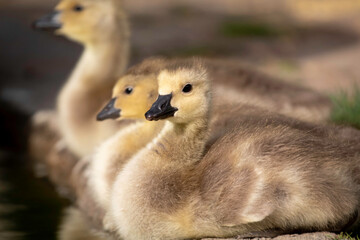 A little Canadian Goose Gosling on a ponds shoreline
