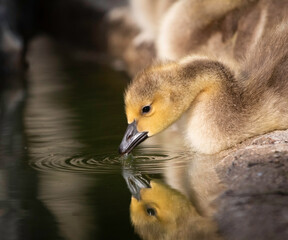 A gosling reflecting on life