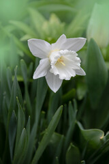 Flower of the cultivated narcissus with white petals and white trumpet-shaped corona in the center on a blurred background of the leaves in overcast weather, close-up in selective focus