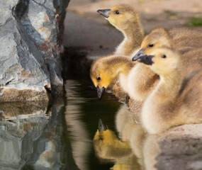 A gosling reflecting on life