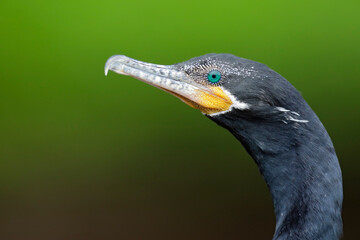 Neotropic Cormorant