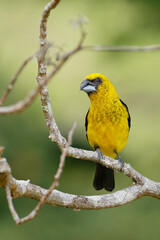 Black-thighed Grosbeak