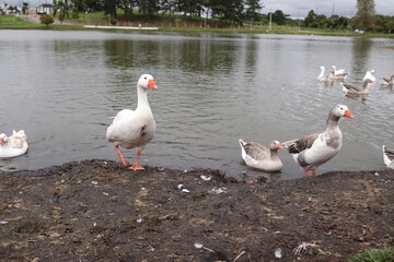 Obraz premium PATOS E GANÇOS NO PARQUE DA LAGOA EM CAMPO LARGO NO PARANA. ANIMAIS , NATUREZA, AGUA, LAGO, CIDADE DE CAMPO LARGO NO PARANÁ