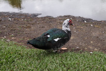 PATOS E GANÇOS NO PARQUE DA LAGOA EM CAMPO LARGO NO PARANA. ANIMAIS , NATUREZA, AGUA, LAGO, CIDADE DE CAMPO LARGO NO PARANÁ