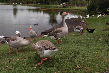 PATOS E GANÇOS NO PARQUE DA LAGOA EM CAMPO LARGO NO PARANA. ANIMAIS , NATUREZA, AGUA, LAGO, CIDADE DE CAMPO LARGO NO PARANÁ