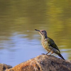 Free-ranging bird, commonly called Pito Real, of the Pica Pinos family, is generally found in dense Mediterranean forests.