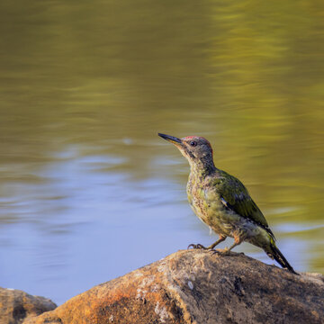 Free-ranging bird, commonly called Pito Real, of the Pica Pinos family, is generally found in dense Mediterranean forests.