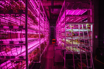 Modern greenhouse interior with artificial LED light