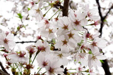 Obraz premium Cherry Blossom Tree