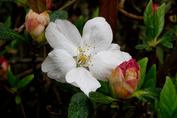 White Cherry Blossom