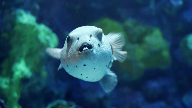 Closeup of porcupine fish swimming in fish tank. Abstract natural background or backdrop, aquarium life, diving underwater.