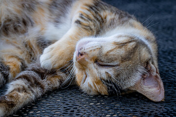 Calico cat with a unique, colorful feather pattern, lying on a bench in a park gracefully and relaxing, enjoying the natural atmosphere around it.