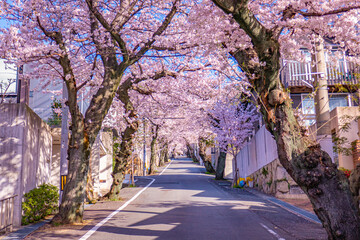 桜並木が続く郊外の住宅地